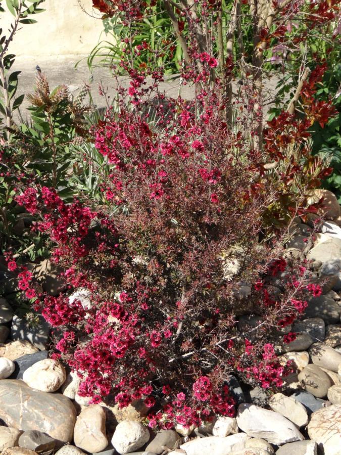 Gite Abeille-Soleil Saint-Nicolas-de-la-Grave ภายนอก รูปภาพ