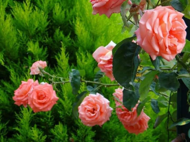 Gite Abeille-Soleil Saint-Nicolas-de-la-Grave ภายนอก รูปภาพ